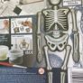 Make & Decorate Human Skeleton/ Glow in the dark New Image 2