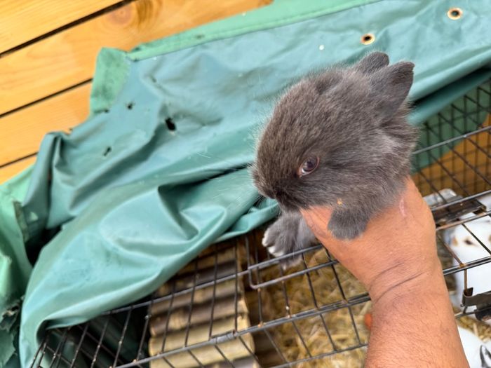 Pet bunnies/rabbit