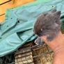 Pet bunnies/rabbit Image 8
