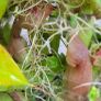 Carnivorous plant terrarium Image 4