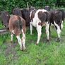Bull calves Image 2