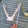 dear antler Image 4