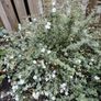 plant Image 6