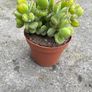 plant Image 4