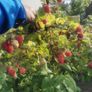 Raspberry canes (summer fruiting) Image 5