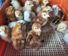 Day old chicks