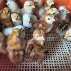 Day old chicks