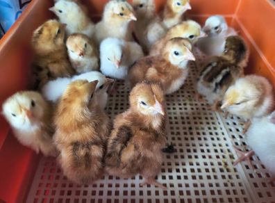 Day old chicks