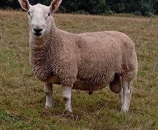 North Country Cheviot Rams