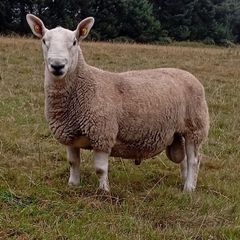 North Country Cheviot Rams