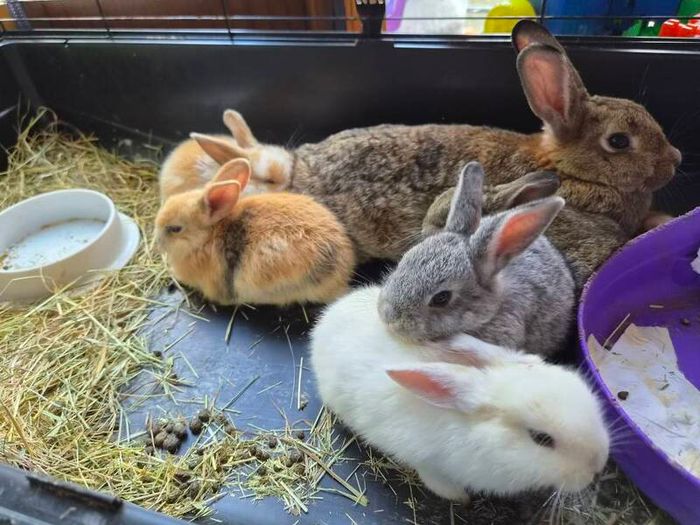 rabbits