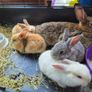 rabbits Image 2