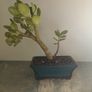 Bonsai Easy Care Indoor #5 Image 2