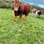 Purebred limousine bull for sale Image 4