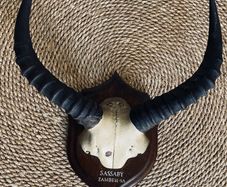 Mounted Rowland Ward Record Class Sassaby Horns