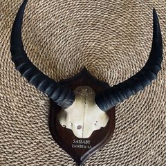 Mounted Rowland Ward Record Class Sassaby Horns