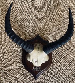 Mounted Rowland Ward Record Class Sassaby Horns