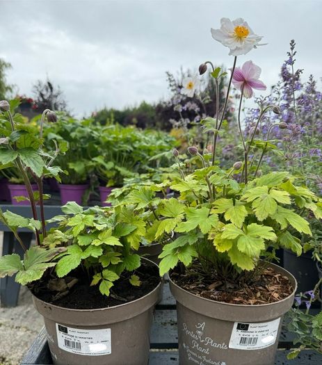 plants