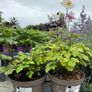 plants Image 4