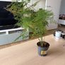 Houseplant Asparagus Fern Image 2