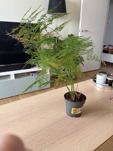 Houseplant Asparagus Fern