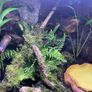 dart frog Image 7
