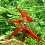 Shrimp and moss Image 2