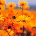 kamomile