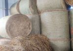 Straw from oats and peas