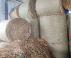 Straw from oats and peas