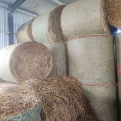 Straw from oats and peas