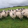 mule hoggets Image 3