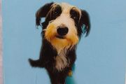 Test Your Dog