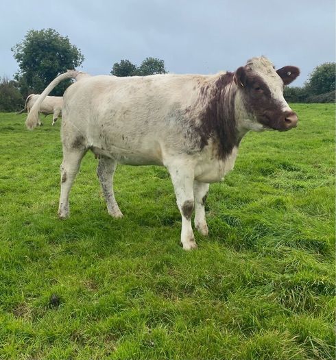 Genotyped Roan Shorthorn In Calf Heifer