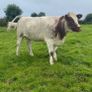 Genotyped Roan Shorthorn In Calf Heifer Image 2
