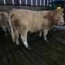 Springing heifers Image 5