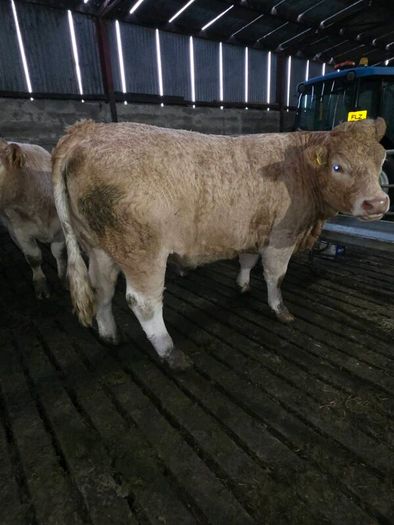 Springing heifers