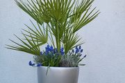 Lechuza planter