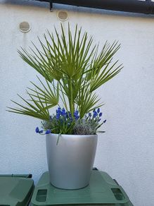 Lechuza planter