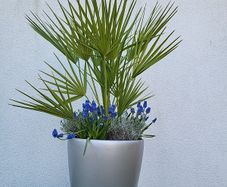 Lechuza planter