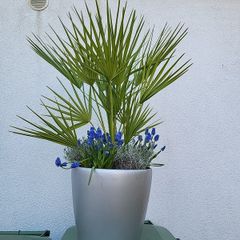 Lechuza planter
