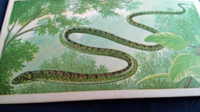 Incredible Creatures. In the Air. Brooke Bond Oxo. Irish Series.