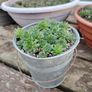 Bucket of Baby Succulents Image 3