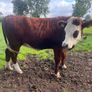 Bulling heifers Image 2