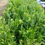 Laurel Hedging 3 feet tall. Image 4