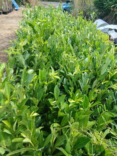 Laurel Hedging 3 feet tall.