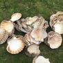 sea shells cupped Image 4
