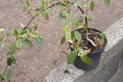 Cotoniaster plant