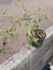 Cotoniaster plant