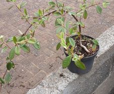 Cotoniaster plant